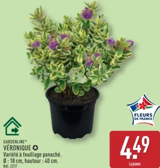 Gardenline Véronique