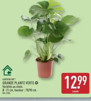 Gardenline Grande plante verte