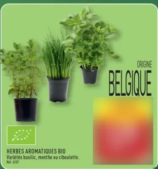 Herbes aromatiques bio