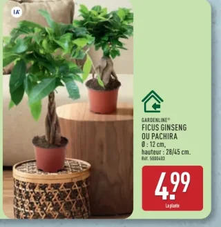 Ficus ginseng ou pachira Gardenline