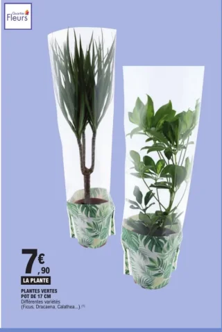 Quartier Fleurs Plantes Vertes Pot de 17 cm
