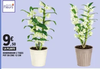 Quartier Fleurs Dendrobium 2 Tiges Pot en Zinc 12 cm