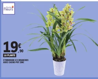Quartier Fleurs Cymbidium 2/3 branches avec cache-pot zinc