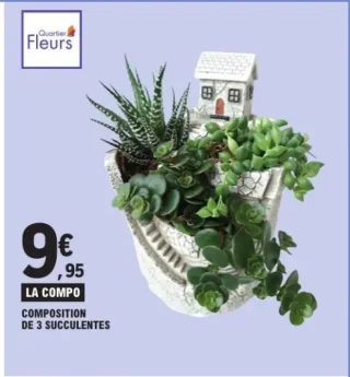 Quartier Fleurs Composition de 3 Succulents