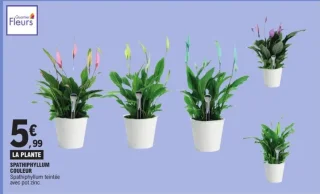 Quartier Fleurs Spathiphyllum Couleur avec pot zinc