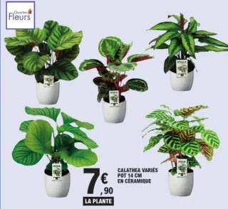 Calathea variés pot 14 cm en céramique