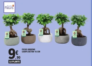 Ficus ginseng coupe béton 16 cm