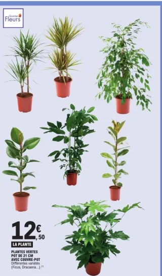 Plantes vertes pot de 21 cm avec couvre-pot