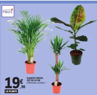 Plantes vertes pot de 24 cm