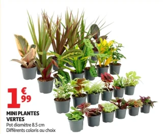 MINI PLANTES VERTES