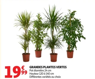 GRANDES PLANTES VERTES