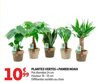 PLANTES VERTES + PANIER NOAH
