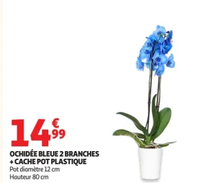 OCHIDÉE BLEUE 2 BRANCHES + CACHE POT PLASTIQUE
