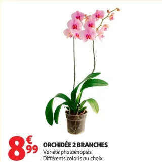 ORCHIDÉE 2 BRANCHES Variété phalaenopsis