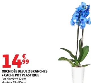 Orchidée bleue 2 branches + cache pot plastique