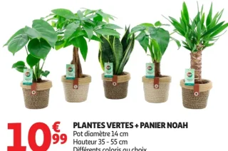 Plantes vertes + panier Noah