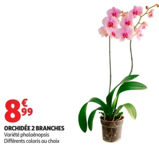 Orchidée 2 branches