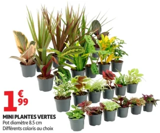 Mini plantes vertes