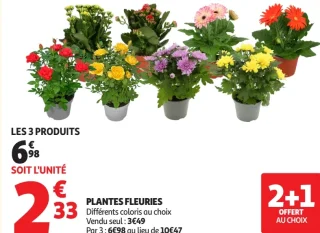 Plantes fleuries