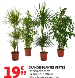 Grandes plantes vertes