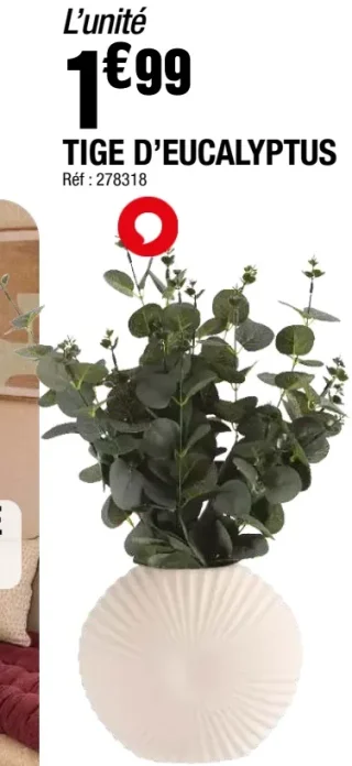 TIGE D'EUCALYPTUS