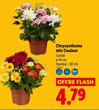 Chrysantheme mix Couleur
