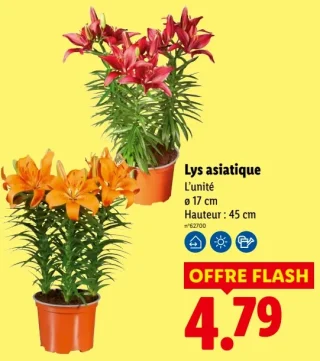 Lys asiatique