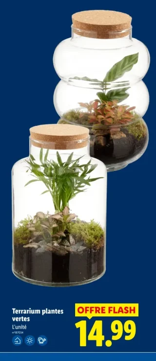 Terrarium plantes vertes