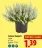 Promo Calluna Vulgaris