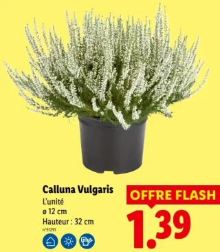 Calluna Vulgaris