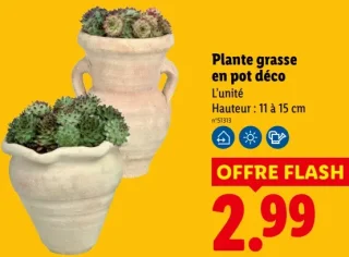 Plante grasse en pot déco