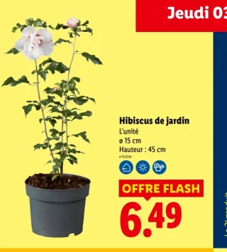 Hibiscus de jardin