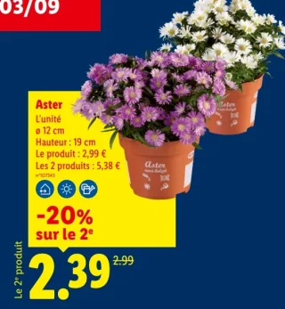 Aster
