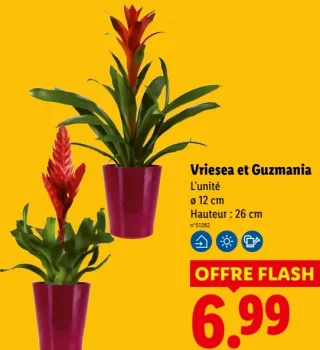 Vriesea et Guzmania