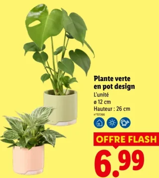 Plante verte en pot design