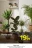 Promo Plante verte