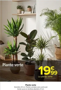 Plante verte