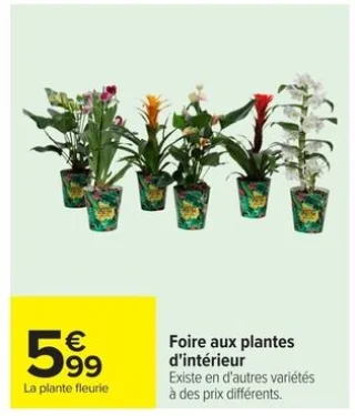 Foire aux plantes d'intérieur