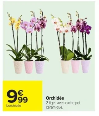 Orchidée