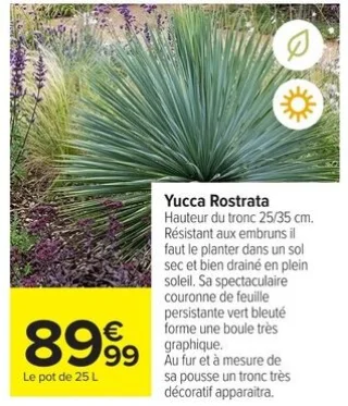 Yucca Rostrata