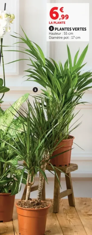 Plantes Vertes