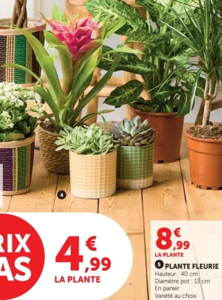 Plante Fleurie