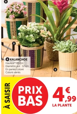 Kalanchoe