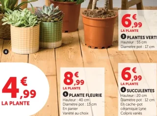 Succulentes