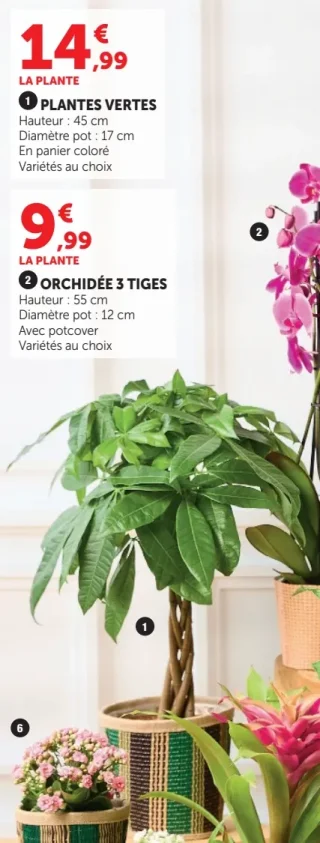 PLANTES VERTES (1)