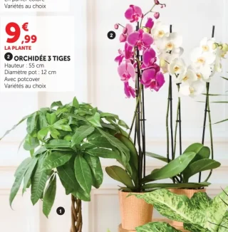 Orchidée 3 Tiges