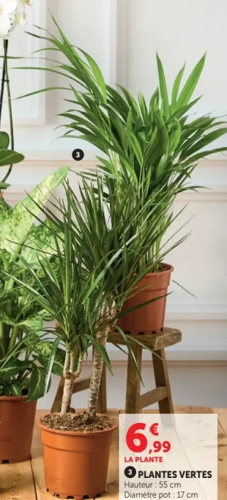 PLANTES VERTES (3)
