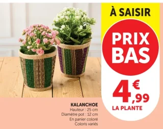 KALANCHOE En panier coloré