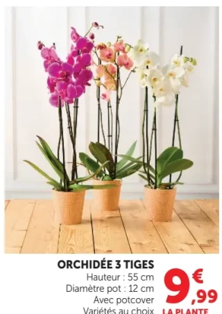 ORCHIDÉE 3 TIGES Avec potcover