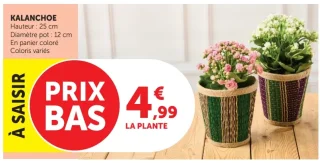 Kalanchoe
